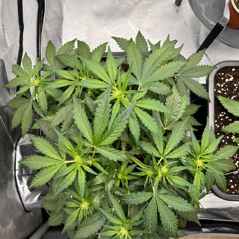 Amnesia Haze X Auto Haze growlog timeline photo