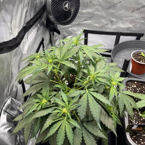 Amnesia Haze X Auto Haze growlog timeline photo