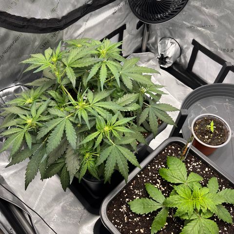 Amnesia Haze X Auto Haze growlog timeline photo