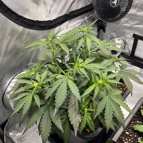 Amnesia Haze X Auto Haze growlog timeline photo