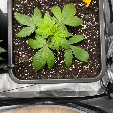 AK47 BCN selection X Auto Sativa growlog timeline photo