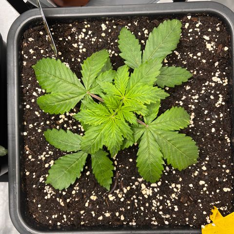 AK47 BCN selection X Auto Sativa growlog timeline photo