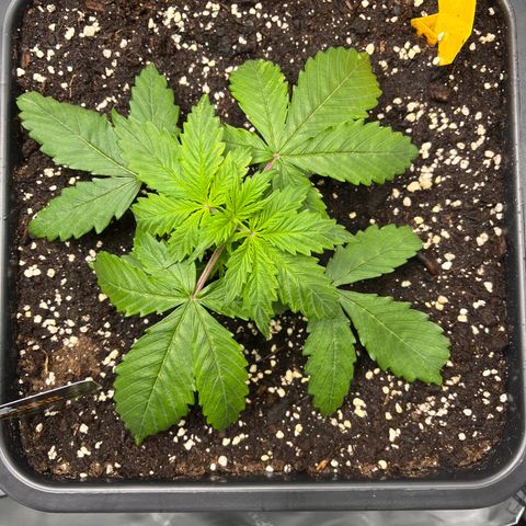 AK47 BCN selection X Auto Sativa growlog timeline photo
