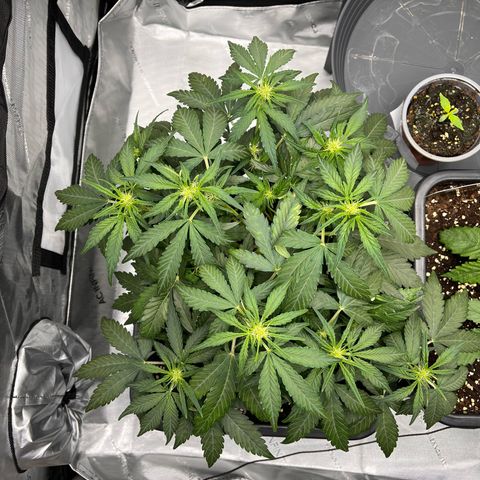 Amnesia Haze X Auto Haze growlog timeline photo