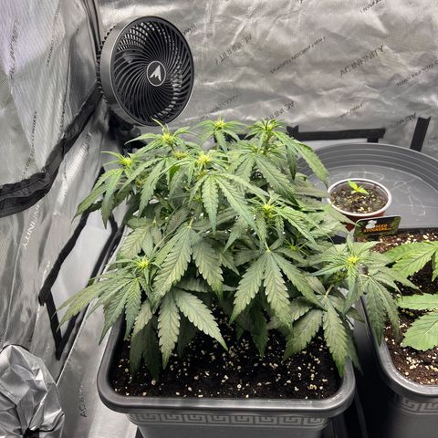 Amnesia Haze X Auto Haze growlog timeline photo