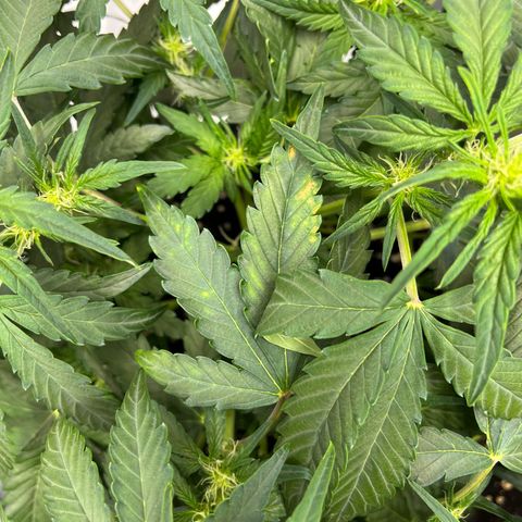 Amnesia Haze X Auto Haze growlog timeline photo