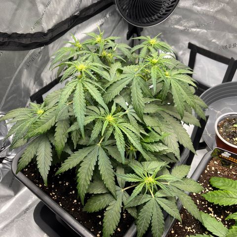 Amnesia Haze X Auto Haze growlog timeline photo