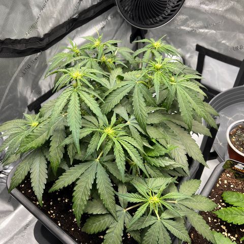 Amnesia Haze X Auto Haze growlog timeline photo