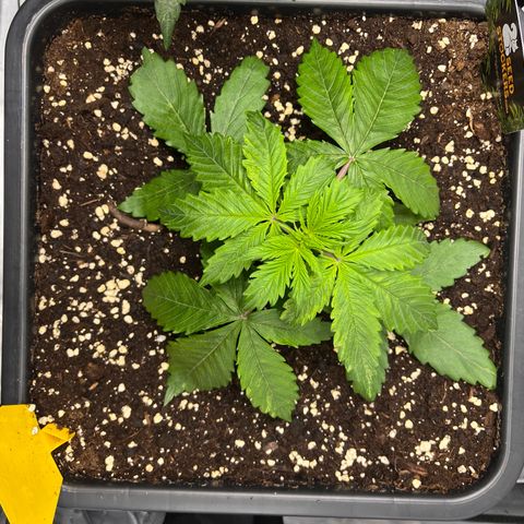 AK47 BCN selection X Auto Sativa growlog timeline photo