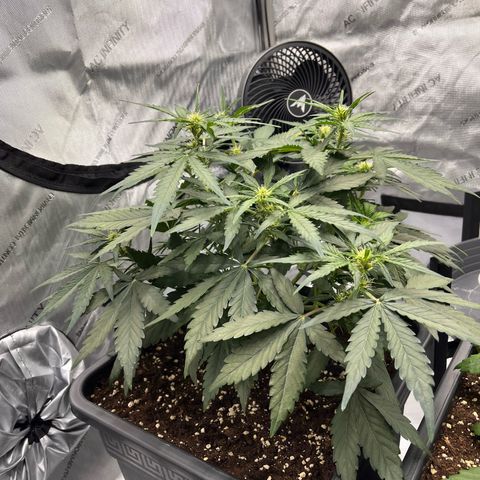 Amnesia Haze X Auto Haze growlog timeline photo