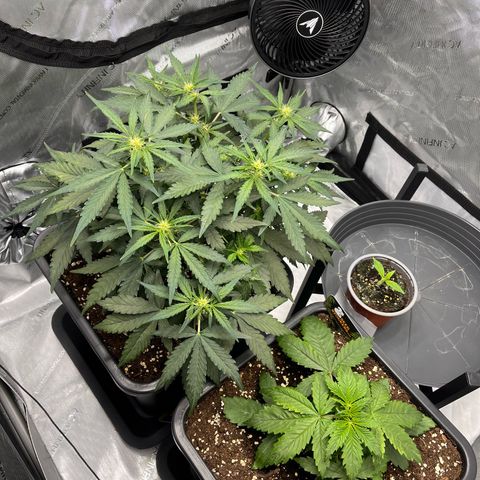 Amnesia Haze X Auto Haze growlog timeline photo