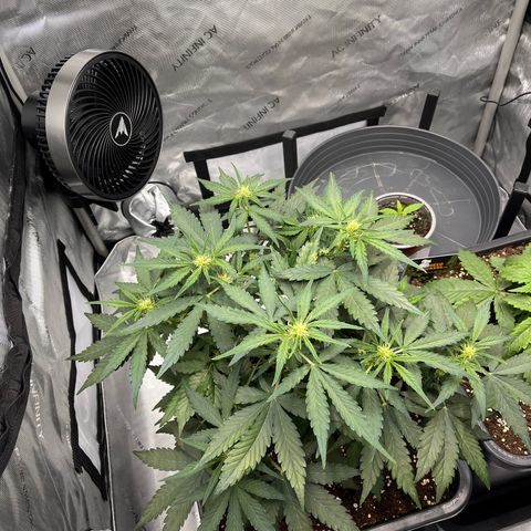 Amnesia Haze X Auto Haze growlog timeline photo