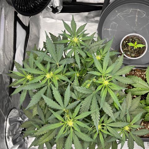 Amnesia Haze X Auto Haze growlog timeline photo