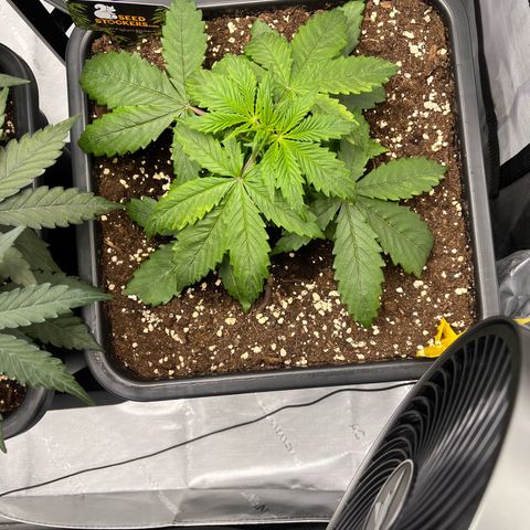AK47 BCN selection X Auto Sativa growlog timeline photo
