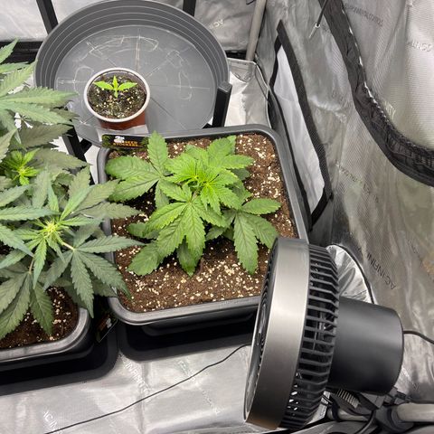 AK47 BCN selection X Auto Sativa growlog timeline photo