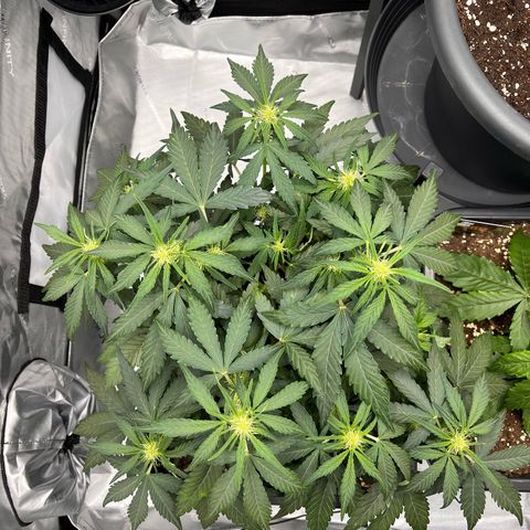Amnesia Haze X Auto Haze growlog timeline photo