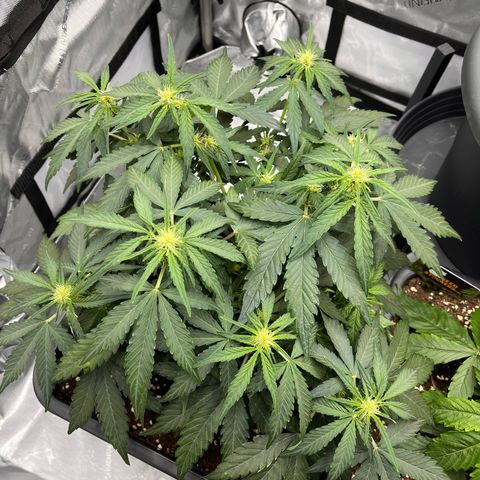 Amnesia Haze X Auto Haze growlog timeline photo
