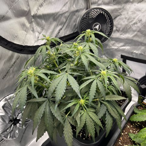 Amnesia Haze X Auto Haze growlog timeline photo