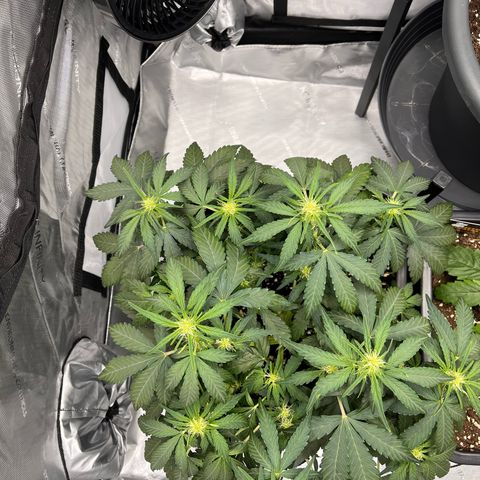 Amnesia Haze X Auto Haze growlog timeline photo