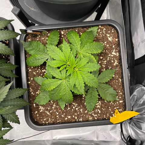 AK47 BCN selection X Auto Sativa growlog timeline photo