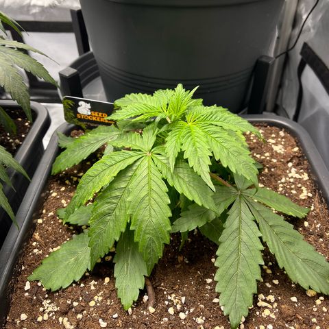 AK47 BCN selection X Auto Sativa growlog timeline photo