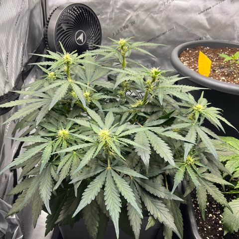 Amnesia Haze X Auto Haze growlog timeline photo