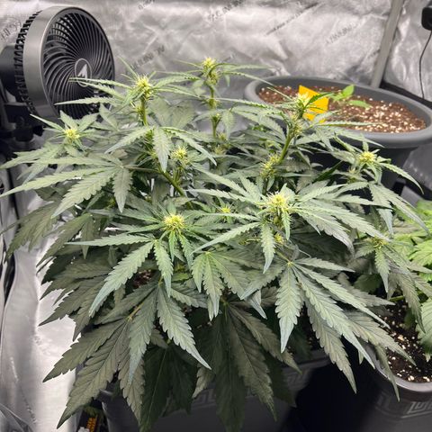 Amnesia Haze X Auto Haze growlog timeline photo