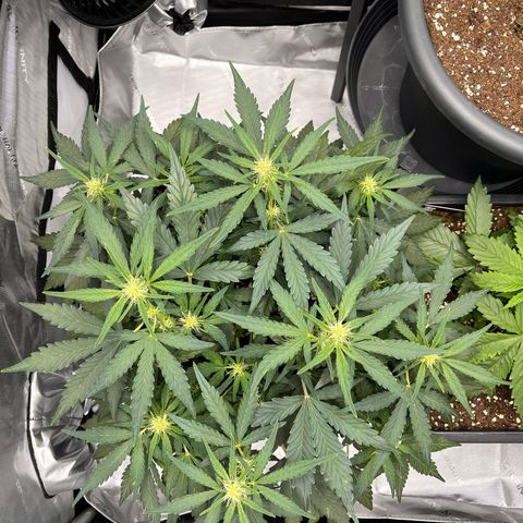 Amnesia Haze X Auto Haze growlog timeline photo