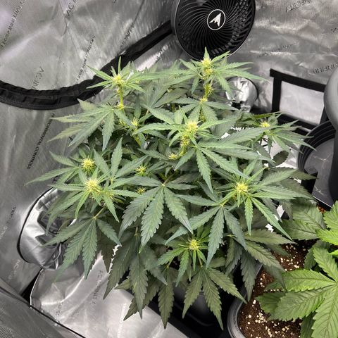 Amnesia Haze X Auto Haze growlog timeline photo
