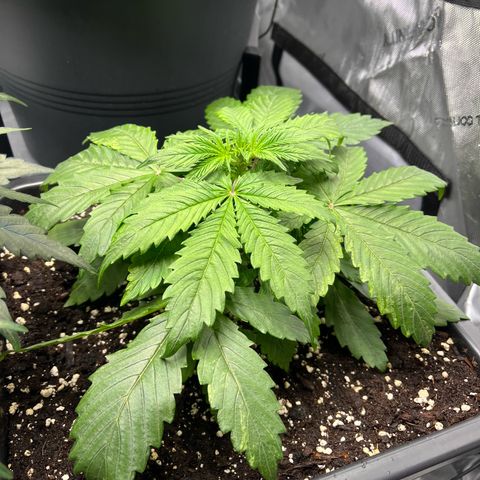 AK47 BCN selection X Auto Sativa growlog timeline photo