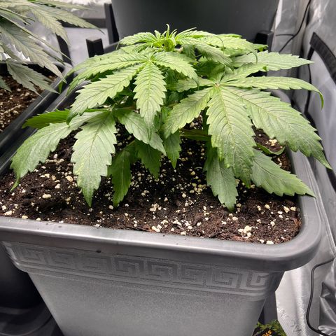 AK47 BCN selection X Auto Sativa growlog timeline photo