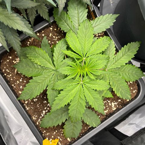 AK47 BCN selection X Auto Sativa growlog timeline photo