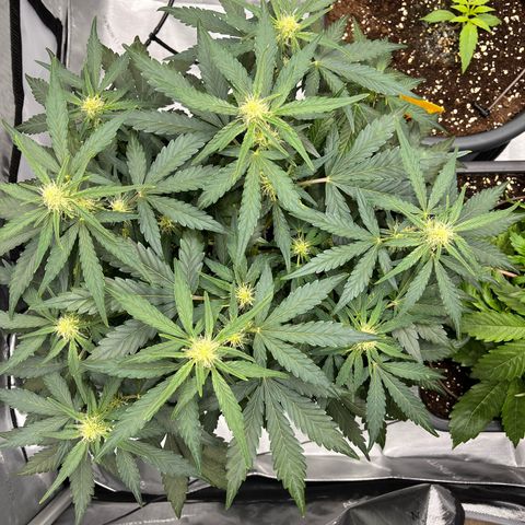 Amnesia Haze X Auto Haze growlog timeline photo
