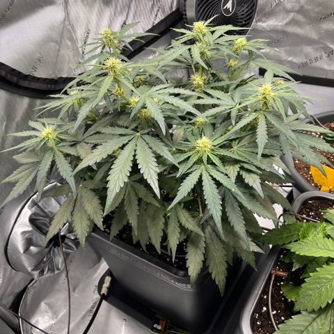 Amnesia Haze X Auto Haze growlog timeline photo