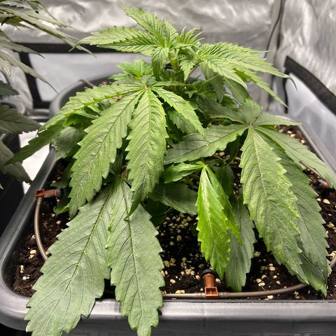 AK47 BCN selection X Auto Sativa growlog timeline photo