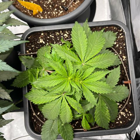 AK47 BCN selection X Auto Sativa growlog timeline photo