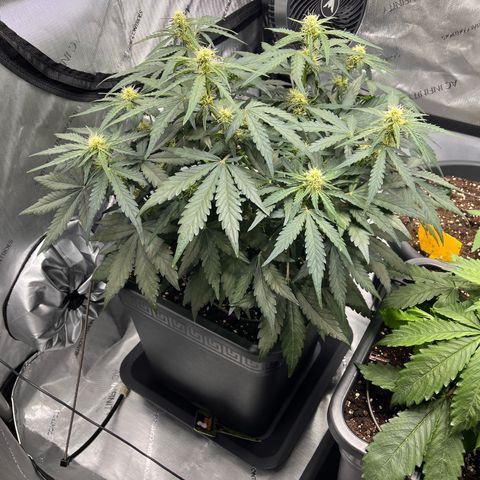 Amnesia Haze X Auto Haze growlog timeline photo