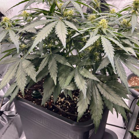 Amnesia Haze X Auto Haze growlog timeline photo