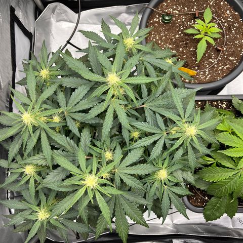Amnesia Haze X Auto Haze growlog timeline photo