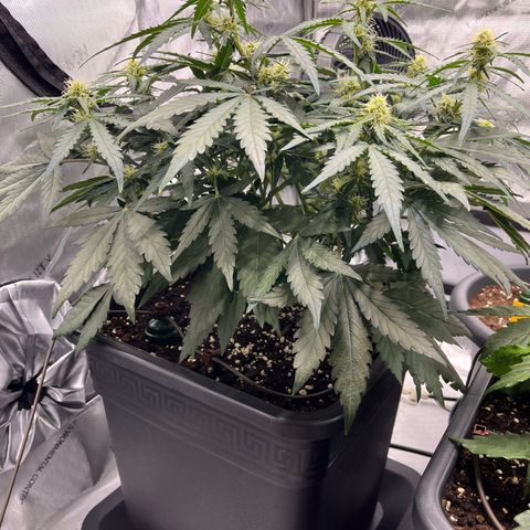 Amnesia Haze X Auto Haze growlog timeline photo