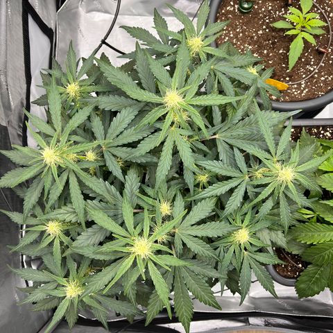 Amnesia Haze X Auto Haze growlog timeline photo