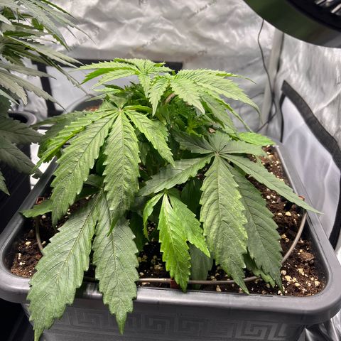 AK47 BCN selection X Auto Sativa growlog timeline photo
