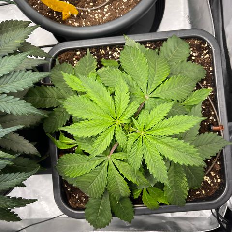 AK47 BCN selection X Auto Sativa growlog timeline photo