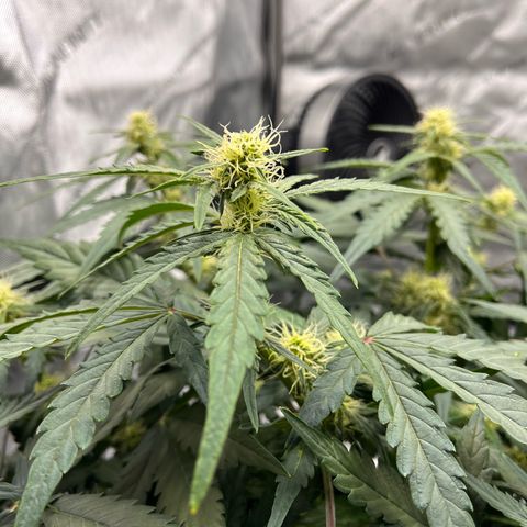 Amnesia Haze X Auto Haze growlog timeline photo