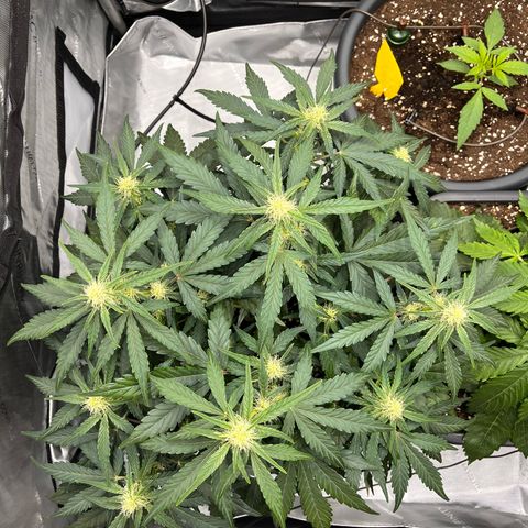 Amnesia Haze X Auto Haze growlog timeline photo