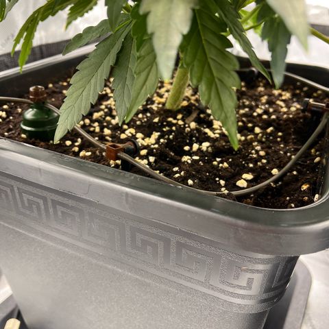 Amnesia Haze X Auto Haze growlog timeline photo