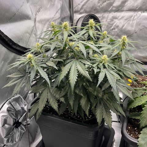 Amnesia Haze X Auto Haze growlog timeline photo