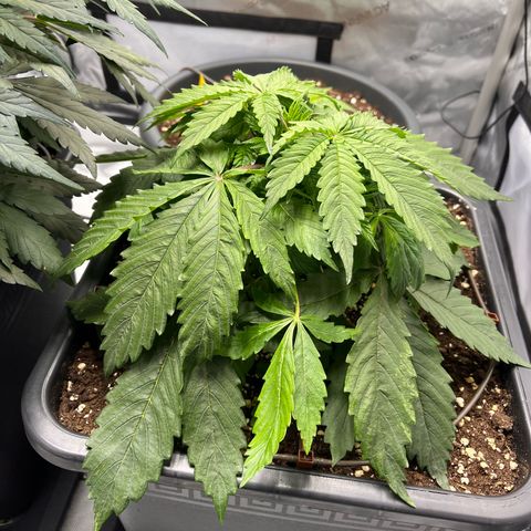 AK47 BCN selection X Auto Sativa growlog timeline photo