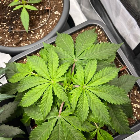 AK47 BCN selection X Auto Sativa growlog timeline photo