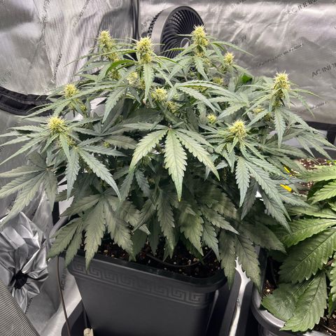 Amnesia Haze X Auto Haze growlog timeline photo